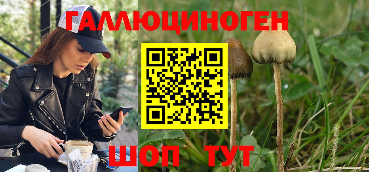 Галлюциногенные грибы Psilocybe  Галлюциногенные грибы мицелий  Черняховск  Вход с VPN 